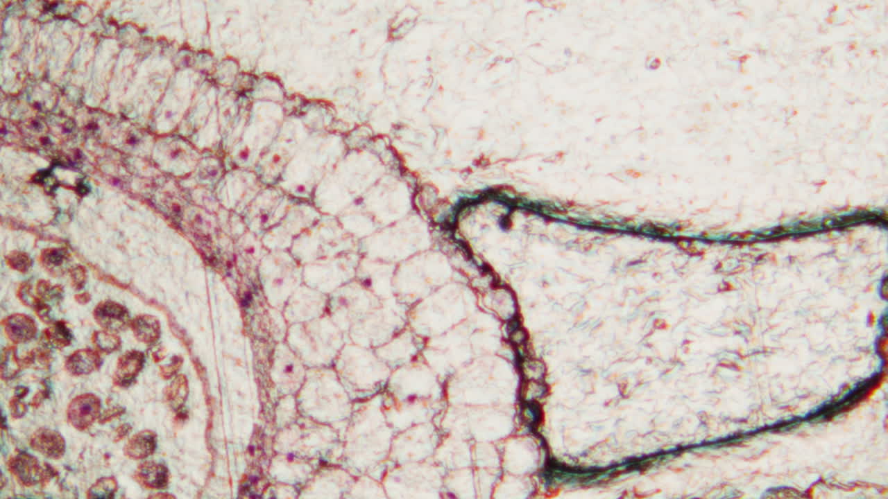 Microscopic View of Stained Biological Cells and Tissue