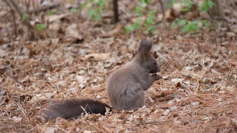 una ardilla gris se sienta en el suelo comiendo una nuez en una escena de otoño - vista lateral