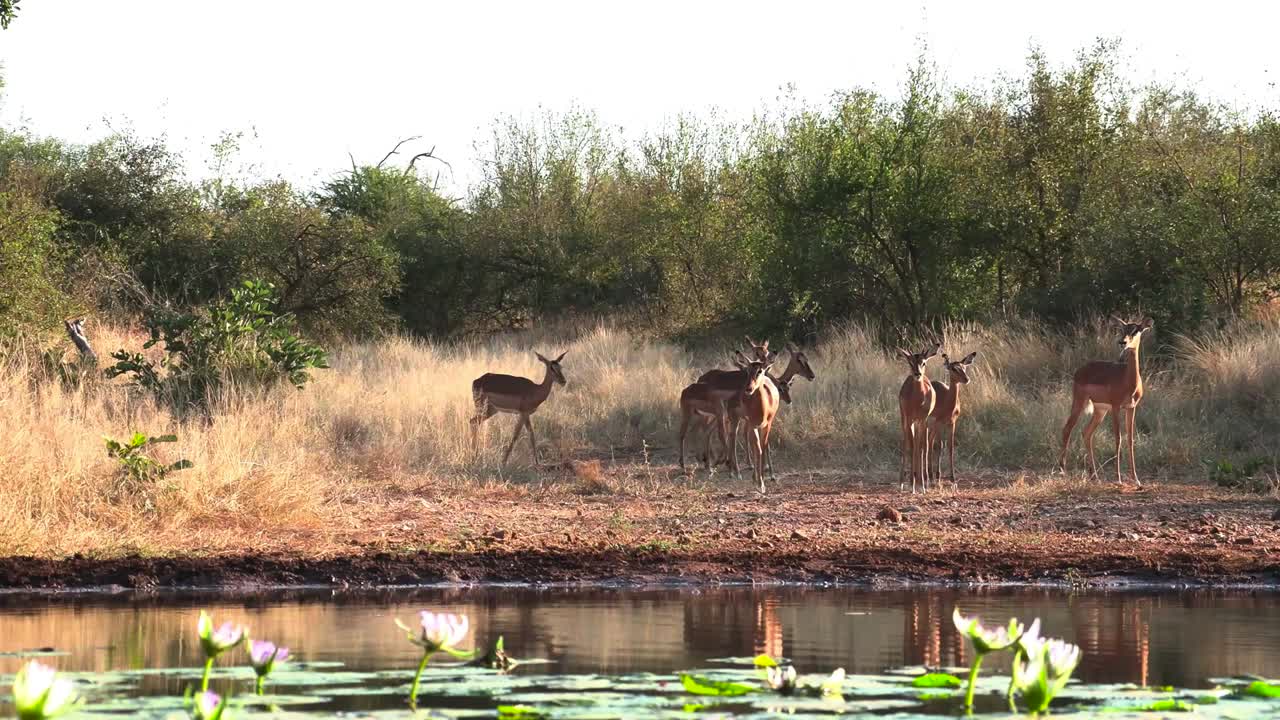 plano general de una manada de impalas llegando a un abrevadero, gran kruger