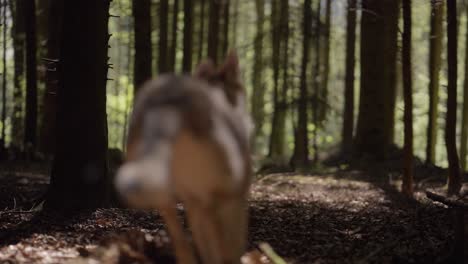 Una-Manada-De-Perros-Lobo-Corriendo-Por-El-Bosque