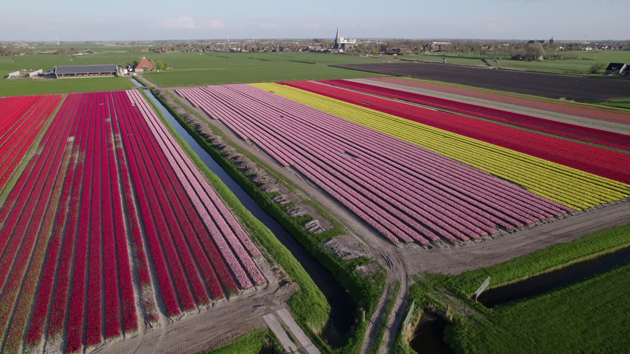 Campi di tulipani di Workum in fioritura colorata, Frisia, Paesi Bassi