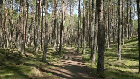 walking alone through smiltyne forest on a sunny day