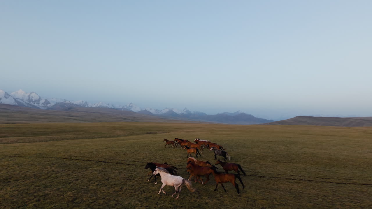 Herd Of Horses Running Across Scenic Field In Kyrgyzstan - Drone Shot