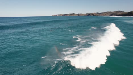 dolphins surfing waves next to wild coastline
