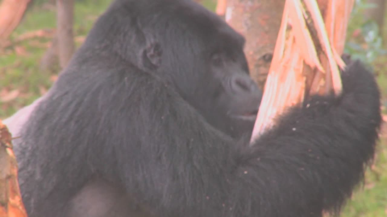 큰 산고릴라가 르완다에서 유칼립투스를 공격합니다.