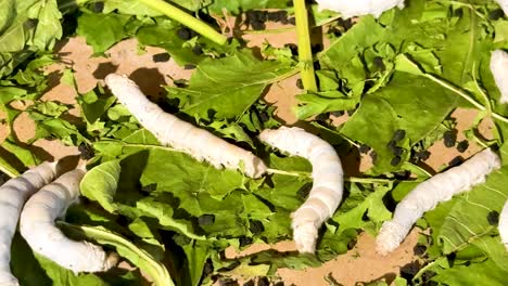 silkworms consuming leaves in natural habitat