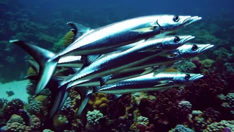 group of snubnose fish on coral reef