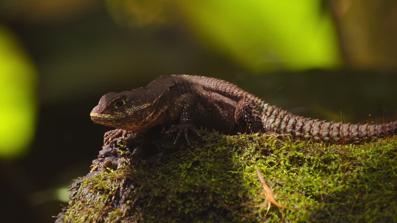 Panning shot of Thornytail lizard sits motionless on a damp log, absorbing the warmth of Peru’s humid rainforest.