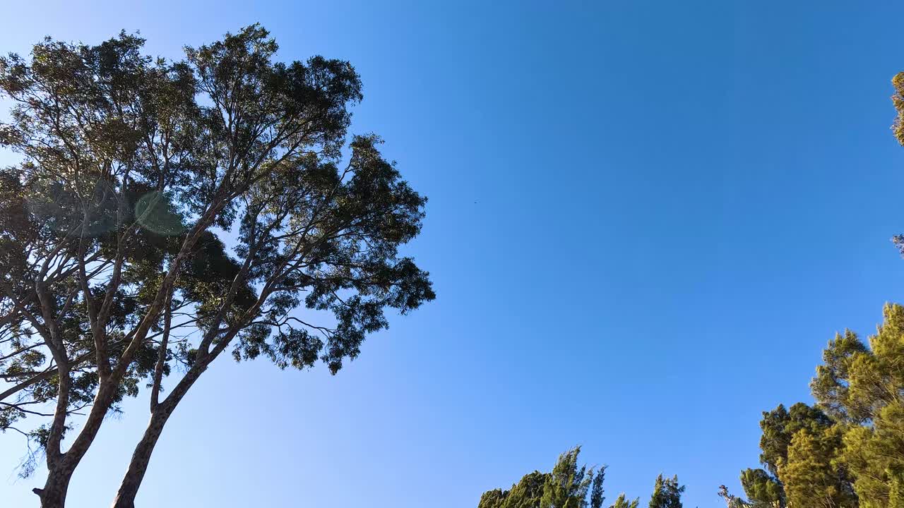 은 파란 하늘 아래 흔들리는 나무