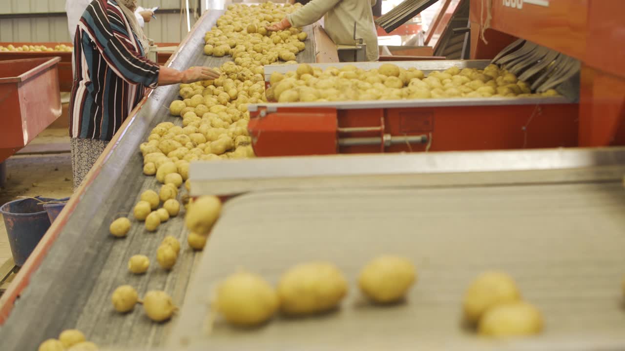 Potatoes moving on conveyor and workers in background.