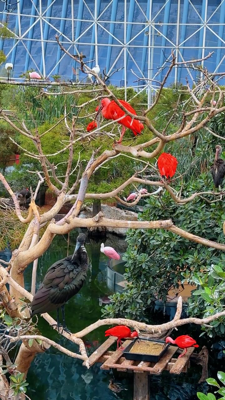 Scarlet ibis and glossy ibis birds on tree branches. Group of scarlet ibis and black glossy ibis perched on dry tree branches over a pond in an aviary.