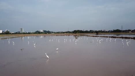 Vuelo-Aéreo-Sobre-Una-Bandada-De-Garcetas-Que-Buscan-Comida-En-El-Agua-Inundada.