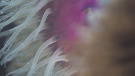 Close-up-focus-pull-from-one-sea-anemone-to-another