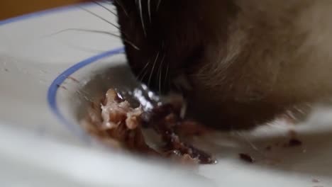 ultra macro close-up of cat eating, licking cat food from a bowl