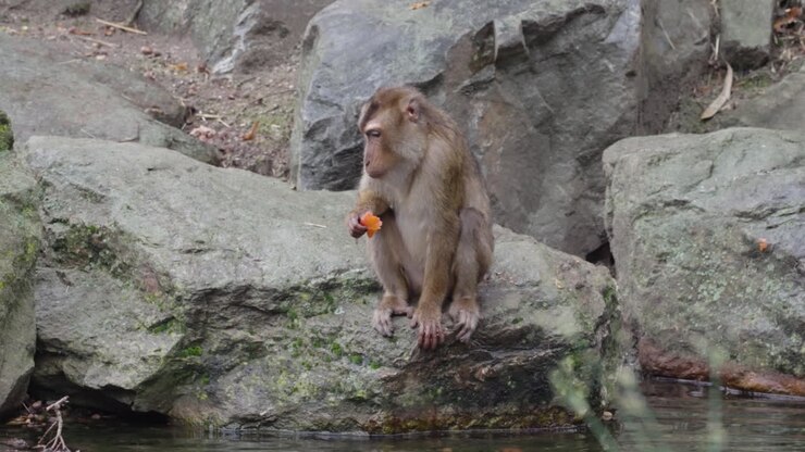 Monkey washing fruit in water, front view