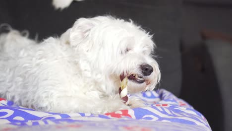 Perro-Acostado-En-El-Sofá-Masticando-Pet-Tratar-Interior