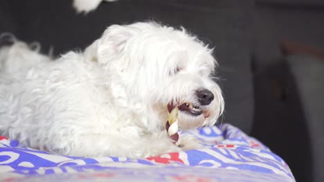 perro acostado en el sofá masticando pet tratar interior