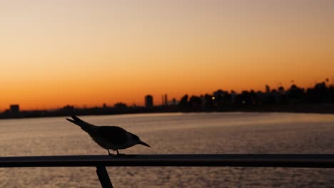 seagull perched on railing during sunset