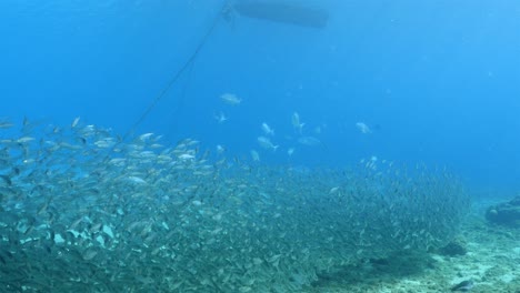 bait ball at the coral reef in the caribbean sea around curacao