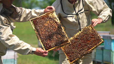 two apiculturists holding honey frames with sealed cells and lots of bees on. beekeepers turning frames in hands checking them up. blurred backdrop.