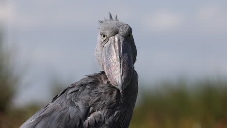 shoebill bird staring in slow motion in uganda, africa