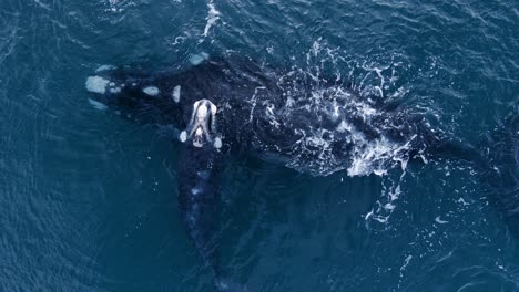 southern right mother whale above surface of the blue ocean with her calf