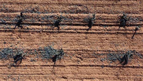 drone view of withered vineyard cultivation on a sunny day