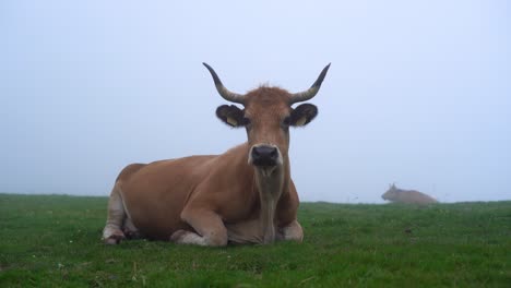 spanish brown cow resting in the fog in the mountains of asturias, spain