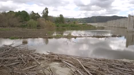 dolly shot of a group of white herons freeing themselves on a river bed