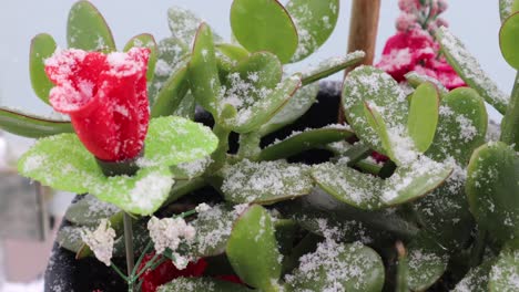 jade succulent plant with red artificial flower during snowfall in winter