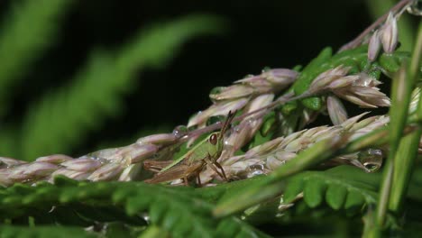 grasshopper on vegetation. june. england. uk