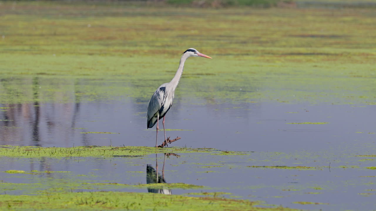 A grey heron standing in the marsh and looking for food in keoladeo bird sanctuary, India.