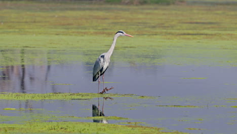 a grey heron standing in the marsh and looking for food in keoladeo bird sanctuary, india.