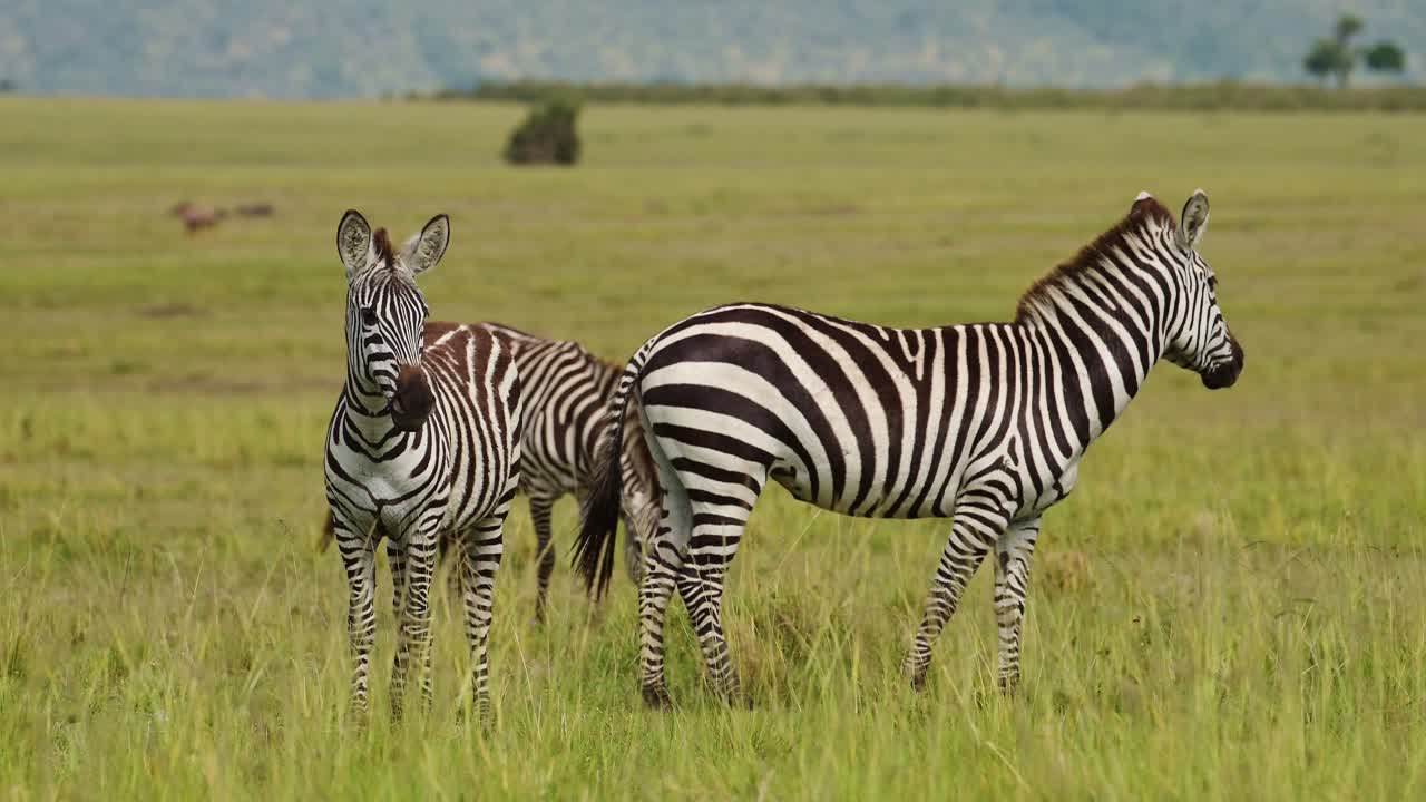 toma en cámara lenta de una hermosa toma de cebras entre la sabana sabana en praderas de hierba alta, vida silvestre africana en la reserva nacional de masai mara, kenia, áfrica animales de safari en masai mara