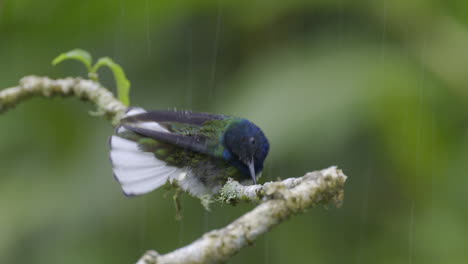 Macho-Jacobino-De-Cuello-Blanco-Encaramado-Sobre-Una-Ramita,-Duchándose-Bajo-La-Lluvia