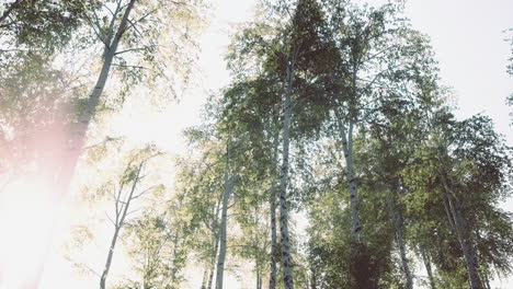 a lane of birch trees on a sunny day