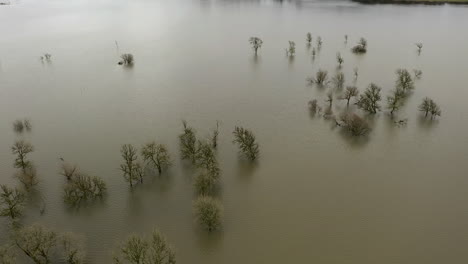 árboles sumergidos en el agua del río inundado en el valle de coquille, oregon, usa - drone, tilt-up