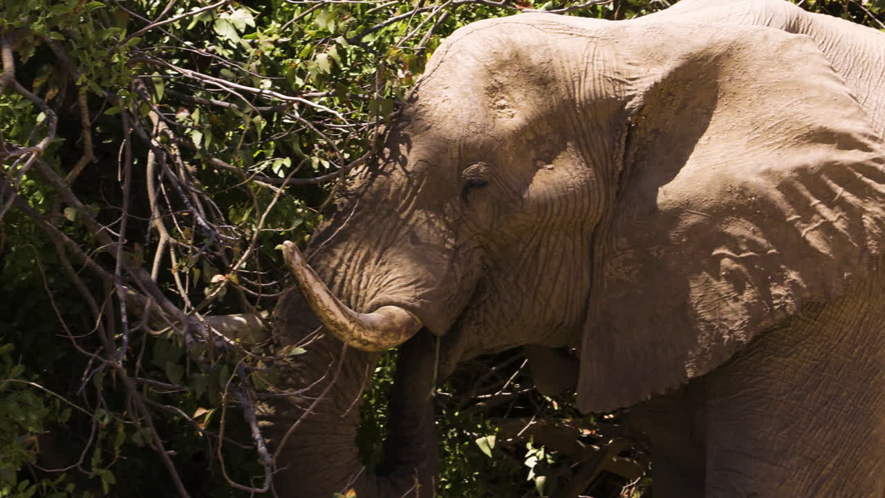 An old male desert elephant, unfazed by thorns and branches, walks into a thicket to feed. The shot mainly shows his head with powerful tusks and a tangle of twigs and branches