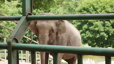 close-up view of an asian elephant inside a fence in gdansk zoo in poland