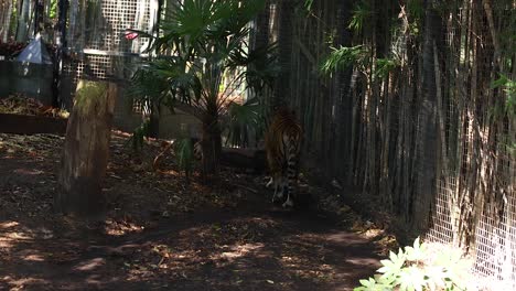 un tigre caminando por su recinto en el zoológico de melbourne