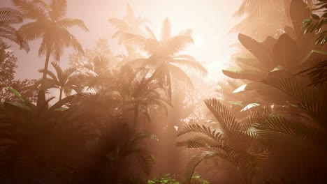 les rayons du coucher de soleil à travers les palmiers