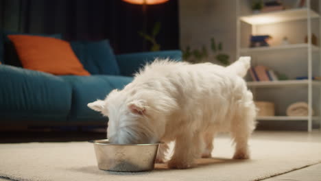 A White Westie Dog Eating from a Bowl in a Living Room