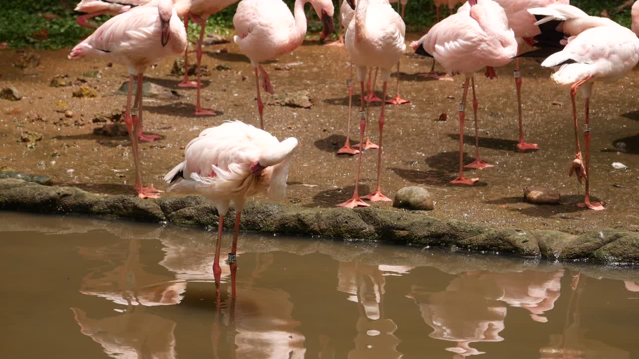 una bandada de flamencos rosados de pie en un estanque poco profundo