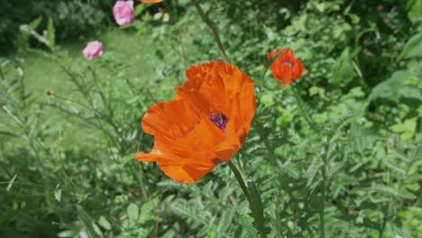 una abeja se cierne sobre una flor de amapola naranja silvestre antes de aterrizar en su centro