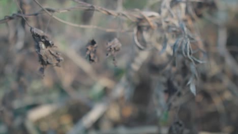 Slow-motion-panning-close-up-shot-of-dried-up-plant-leaves-and-dry-branches-in-nature-during-a-hot-summer-day