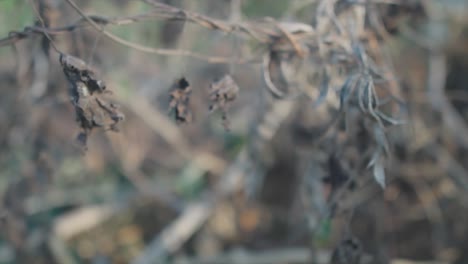 toma panorámica en cámara lenta de hojas secas de plantas y ramas secas en la naturaleza durante un caluroso día de verano
