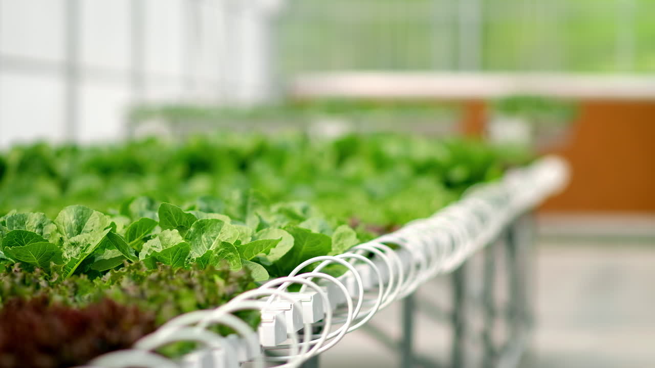 Diverse greenery grown with the Hydroponic method in a greenhouse