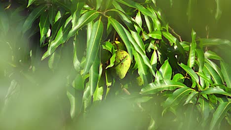 gold dust day gecko moves around on a mango in the sun