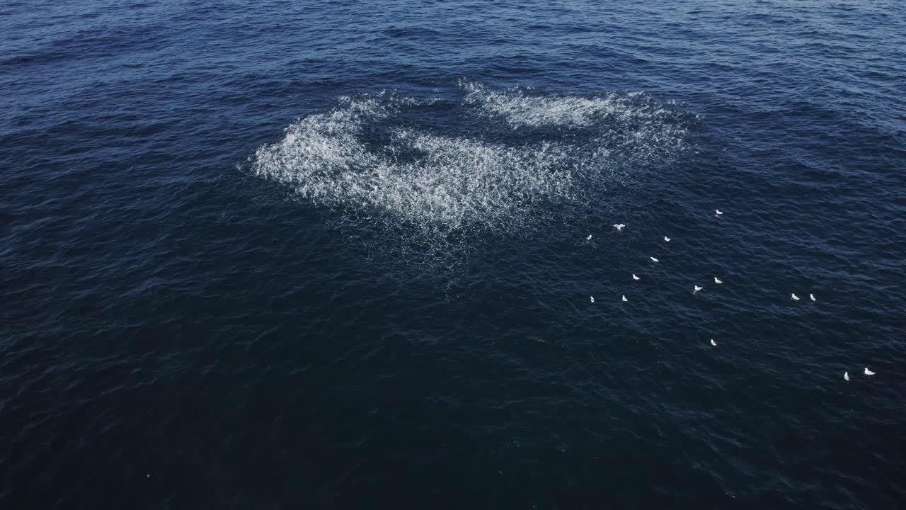 Banco de peces mújol nadando en el mar. Australia. - Toma aérea