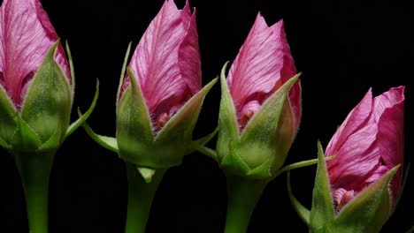 close-up of pink hibiscus flower buds